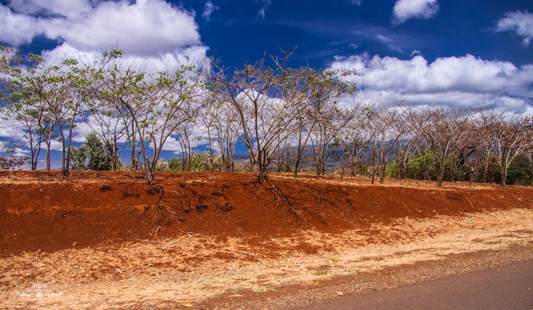 safari serengeti park tanzania 05
