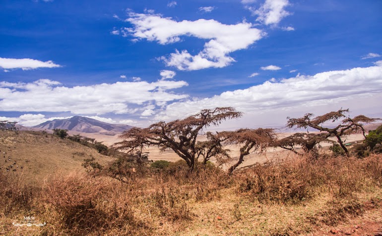 safari serengeti park tanzania 08