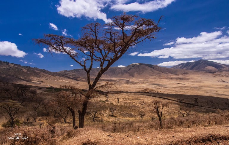 safari serengeti park tanzania 09