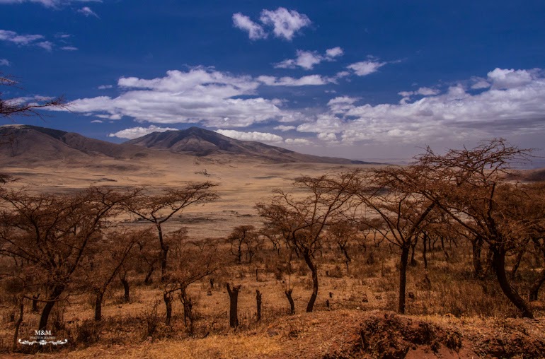 safari serengeti park tanzania 11