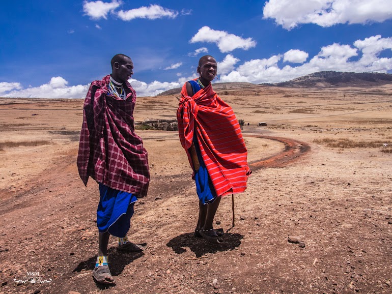 safari serengeti park tanzania 13