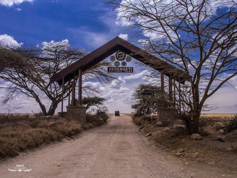 safari serengeti park tanzania 18