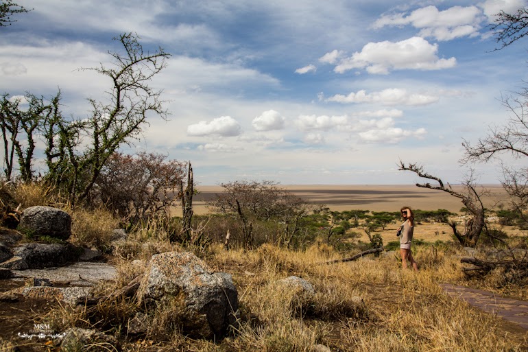 safari serengeti park tanzania 26