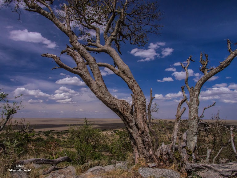 safari serengeti park tanzania 28