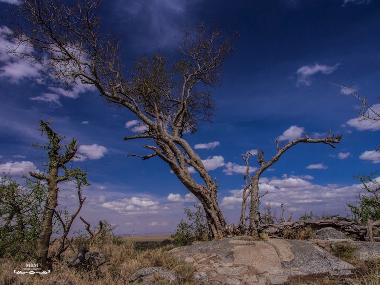 safari serengeti park tanzania 29