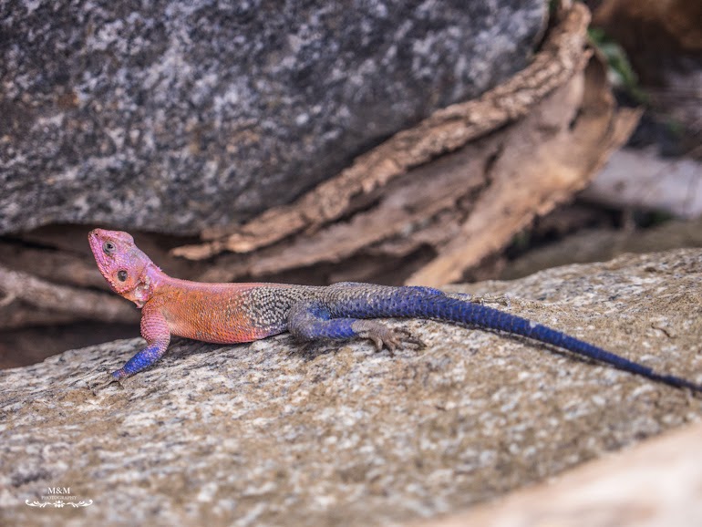 safari serengeti park tanzania 30