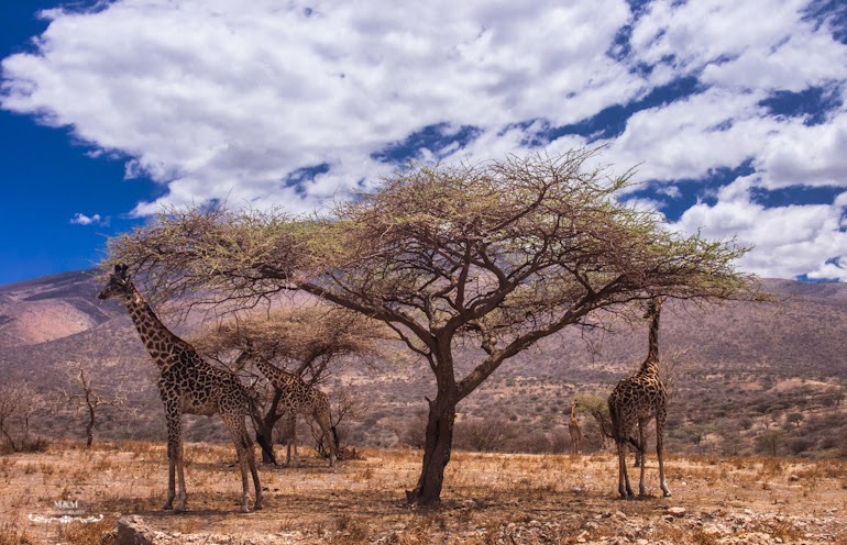 safari serengeti park tanzania 32