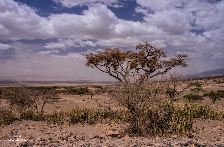 safari serengeti park tanzania 33