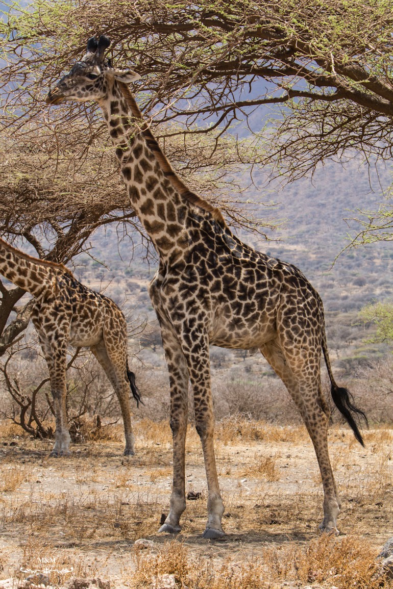 safari serengeti park tanzania 34