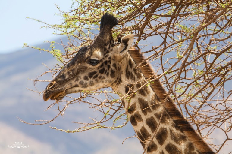 safari serengeti park tanzania 36
