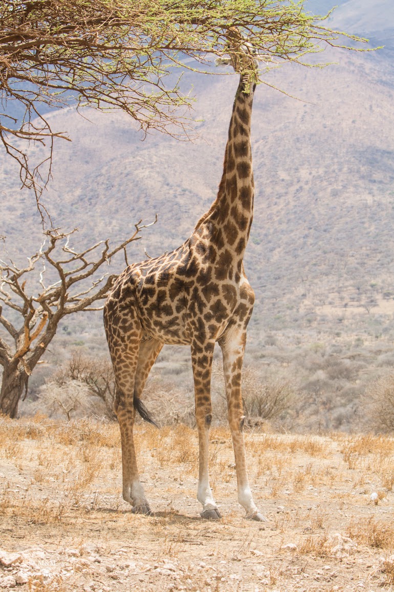 safari serengeti park tanzania 37