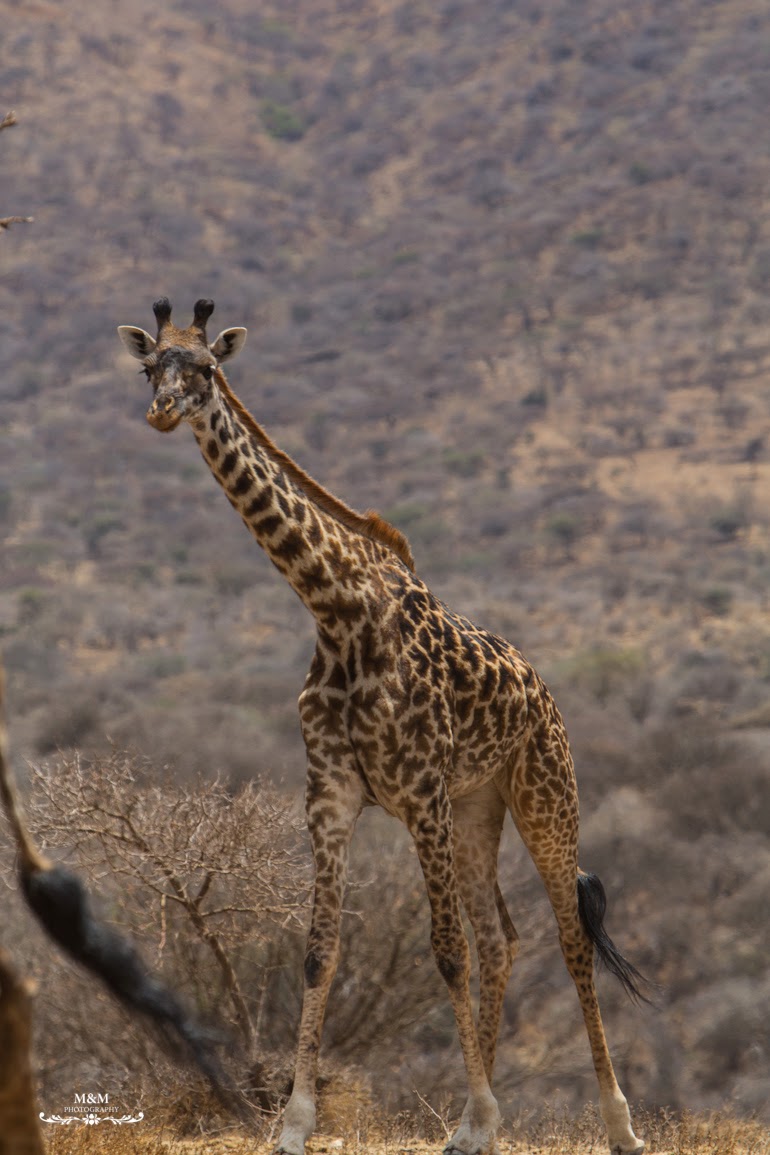 safari serengeti park tanzania 38