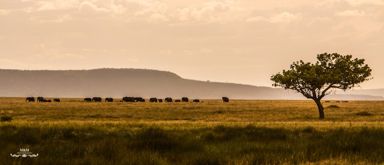 safari serengeti park tanzania 41