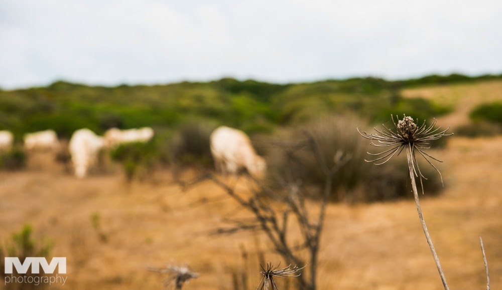 sardynia poradnik informacje praktyczne 09