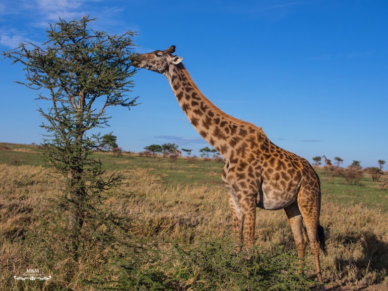 serengeti park safari tanzania 01