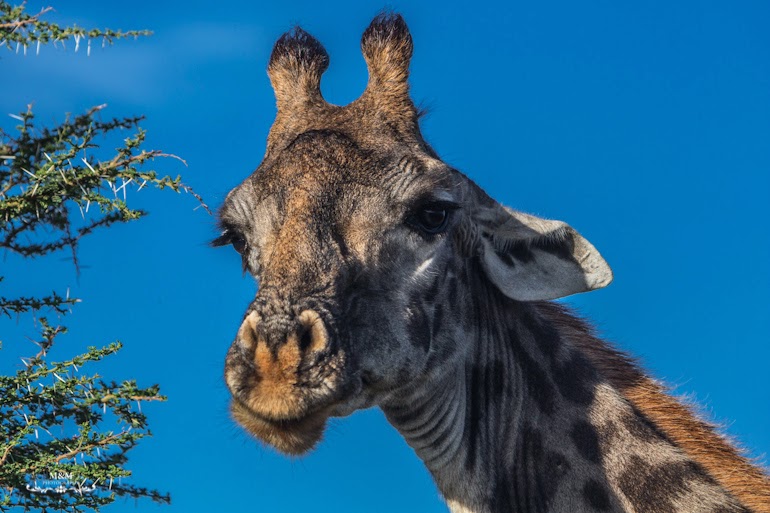 serengeti park safari tanzania 02