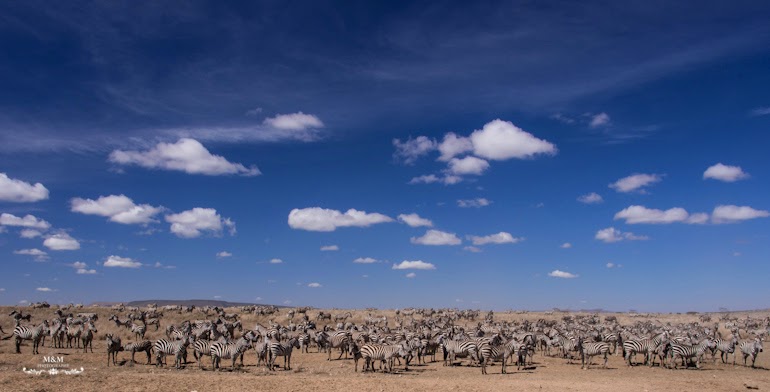 serengeti park safari tanzania 04