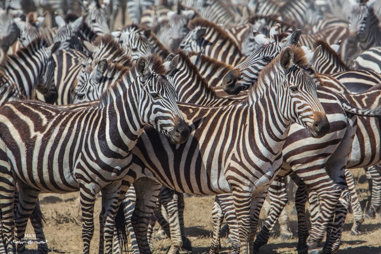 serengeti park safari tanzania 05