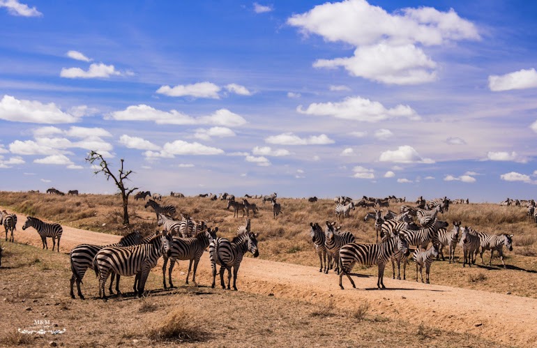 serengeti park safari tanzania 06
