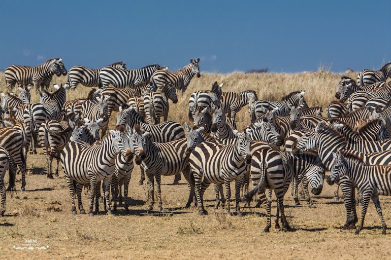 serengeti park safari tanzania 07