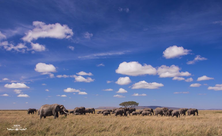 serengeti park safari tanzania 09