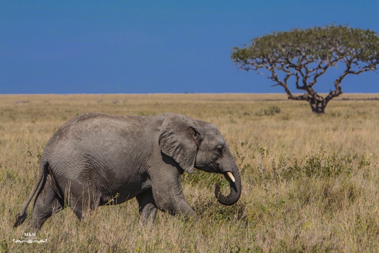 serengeti park safari tanzania 10