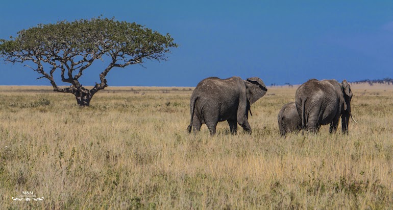 serengeti park safari tanzania 11