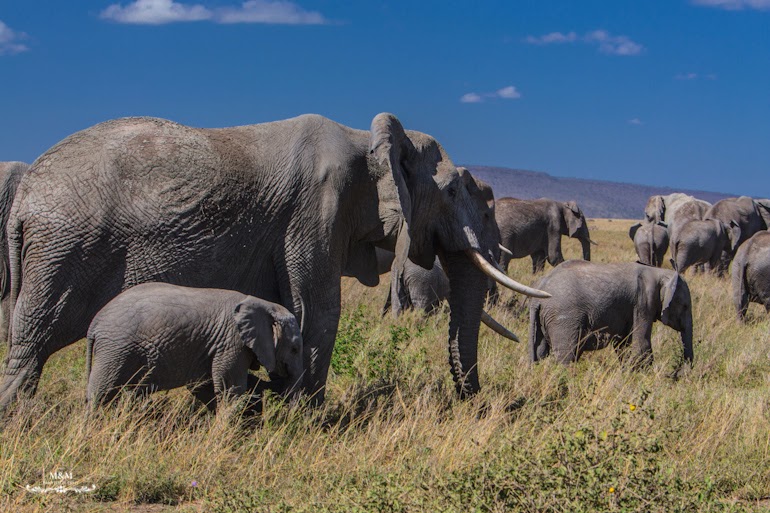serengeti park safari tanzania 12