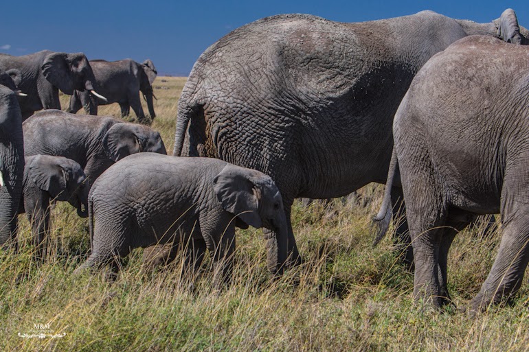 serengeti park safari tanzania 13