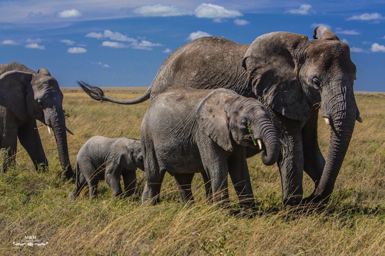 serengeti park safari tanzania 14