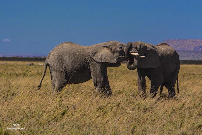 serengeti park safari tanzania 15