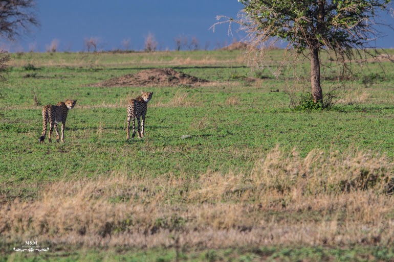 serengeti park safari tanzania 16