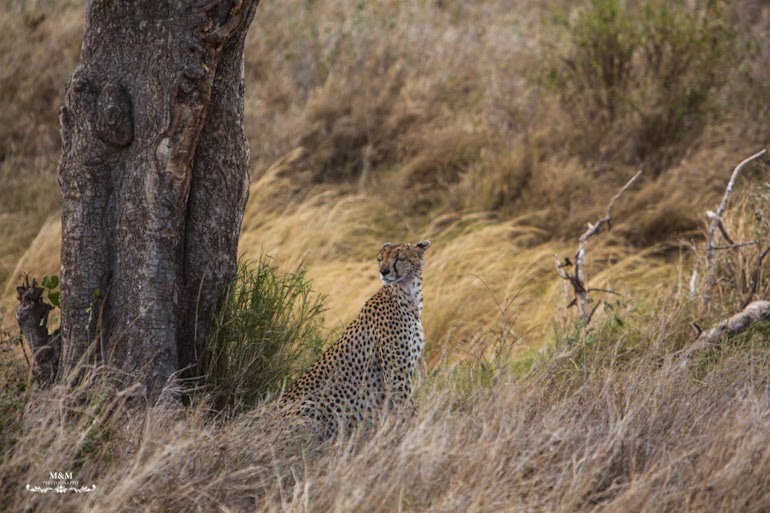 serengeti park safari tanzania 17