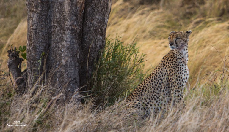 serengeti park safari tanzania 18