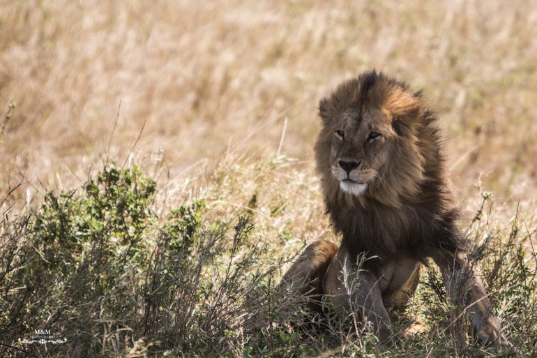 serengeti park safari tanzania 19