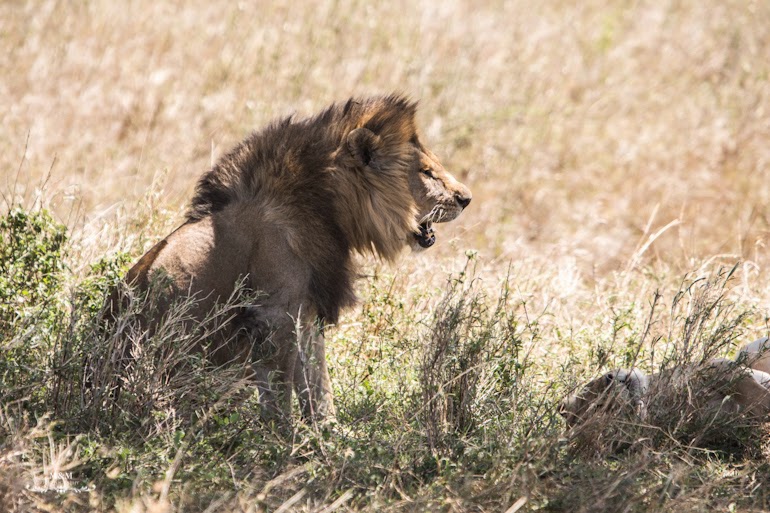 serengeti park safari tanzania 20