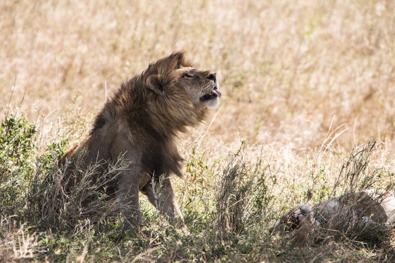 serengeti park safari tanzania 21