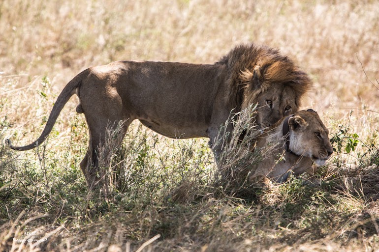 serengeti park safari tanzania 22
