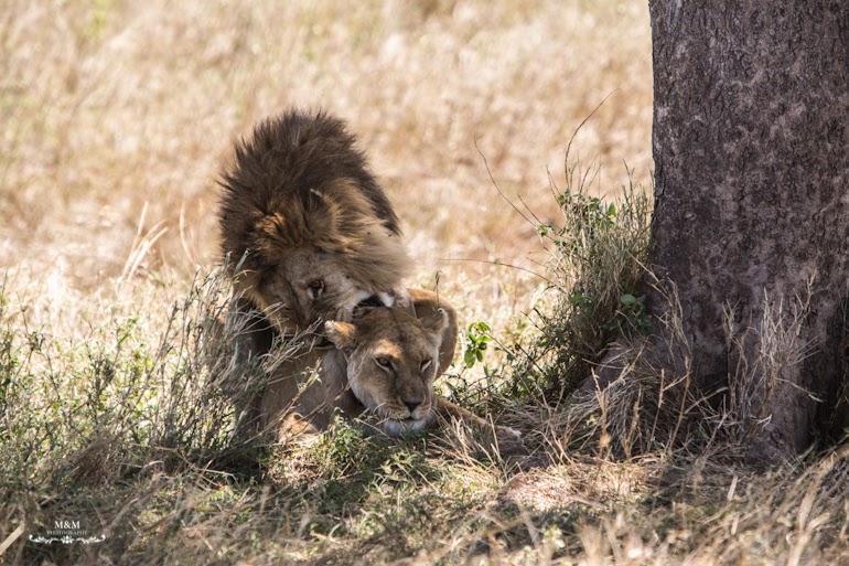serengeti park safari tanzania 23