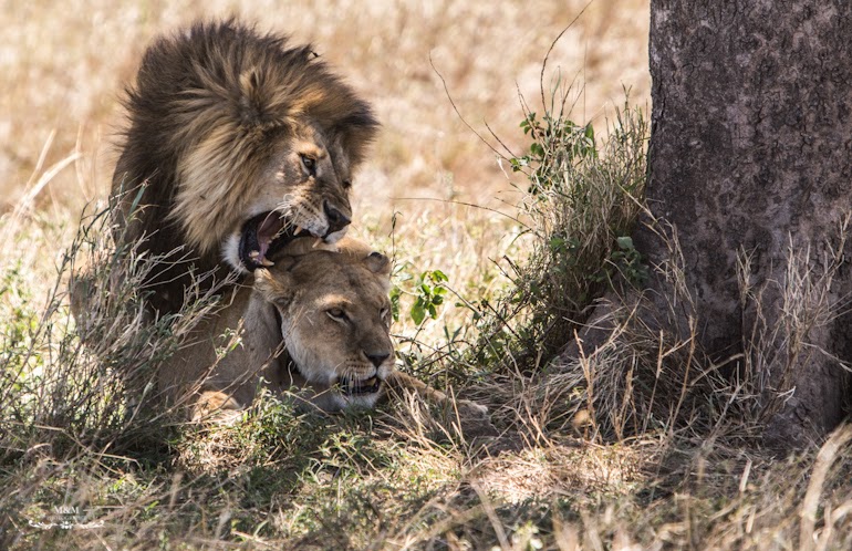 serengeti park safari tanzania 24
