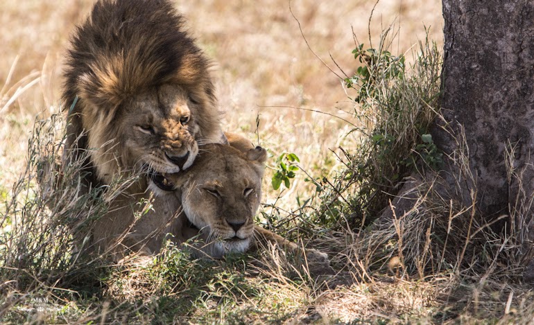 serengeti park safari tanzania 25