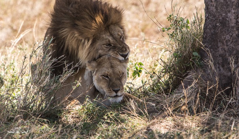serengeti park safari tanzania 26