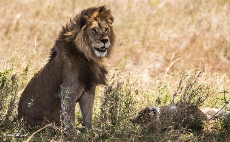 serengeti park safari tanzania 28
