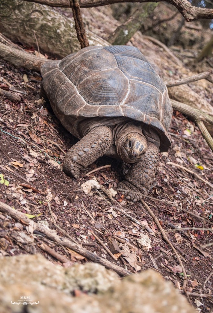 stone town prison island zanzibar 33