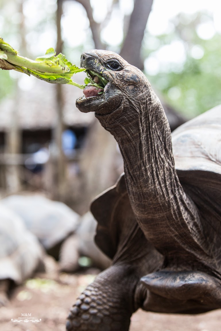 stone town prison island zanzibar 37