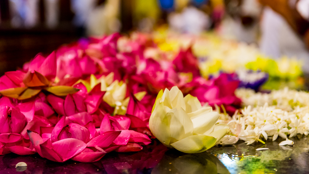 Kandy Swiatynia Zeba-5