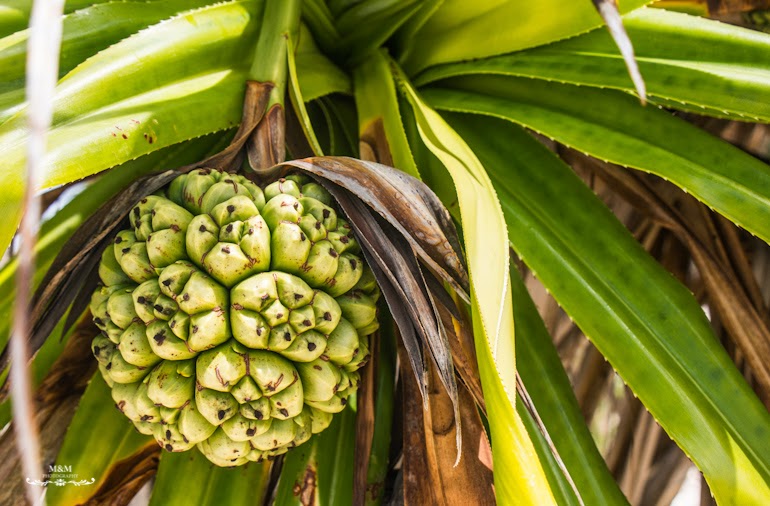 the rock restaurant zanzibar 03