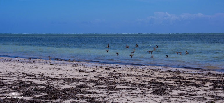 the rock restaurant zanzibar 04