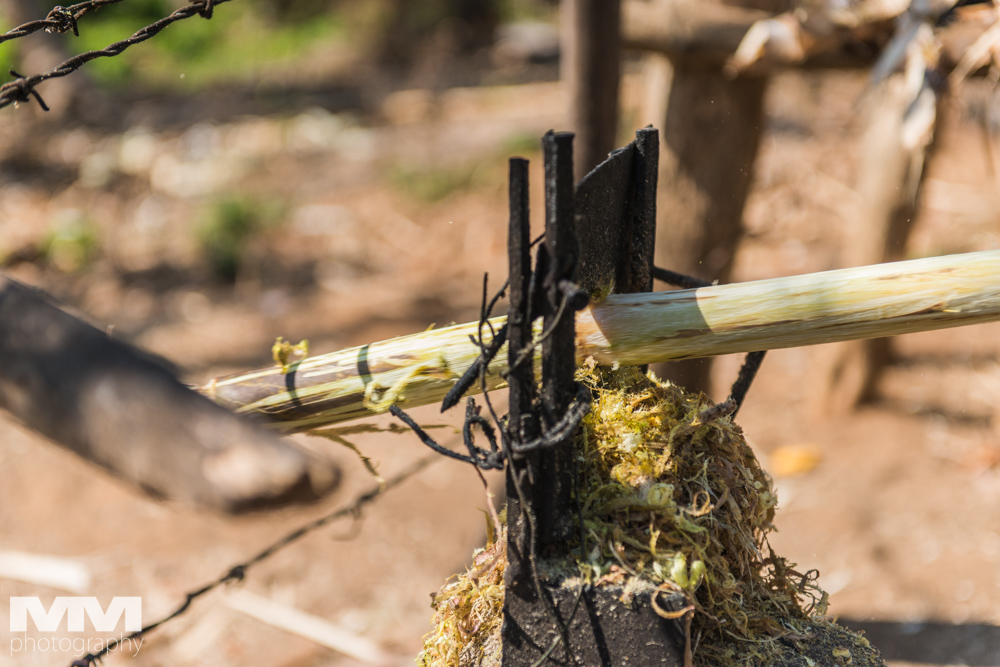 trinidad dolina cukrowa 31