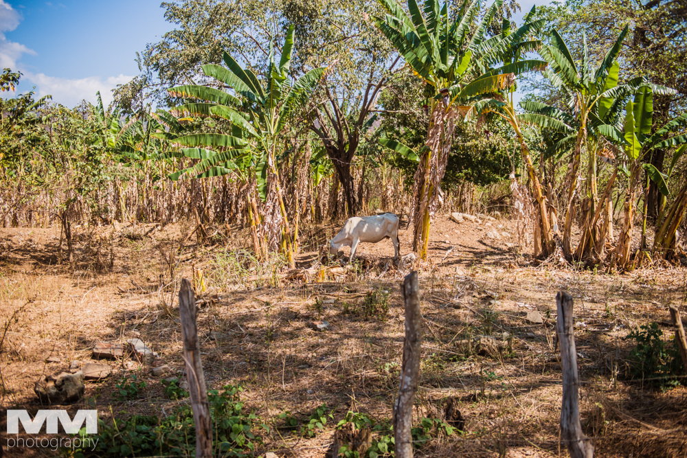 trinidad dolina cukrowa 39